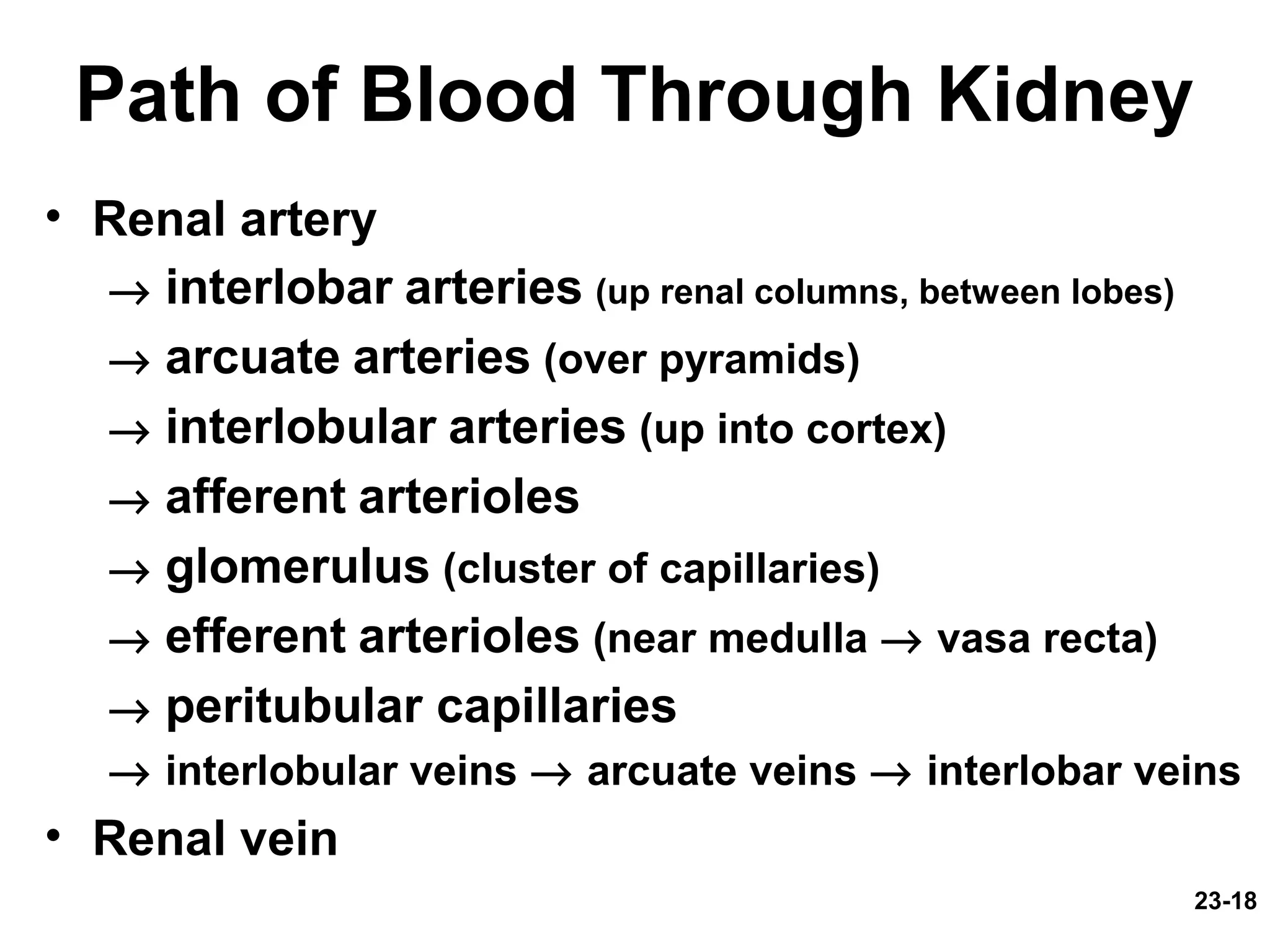 23-18
Path of Blood Through Kidney
• Renal artery
→ interlobar arteries (up renal columns, between lobes)
→ arcuate arteries (over pyramids)
→ interlobular arteries (up into cortex)
→ afferent arterioles
→ glomerulus (cluster of capillaries)
→ efferent arterioles (near medulla → vasa recta)
→ peritubular capillaries
→ interlobular veins → arcuate veins → interlobar veins
• Renal vein
 