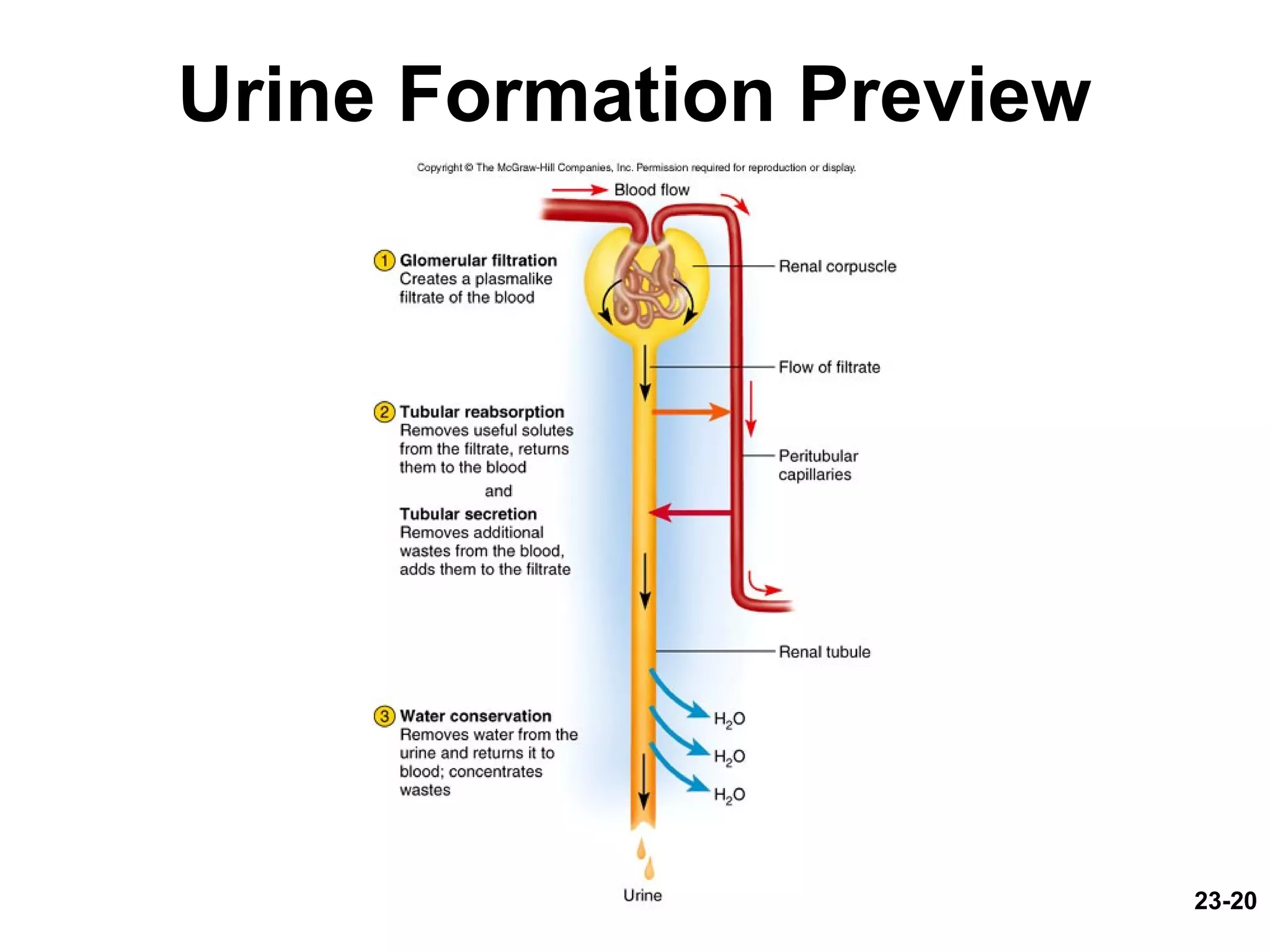 23-20
Urine Formation Preview
 