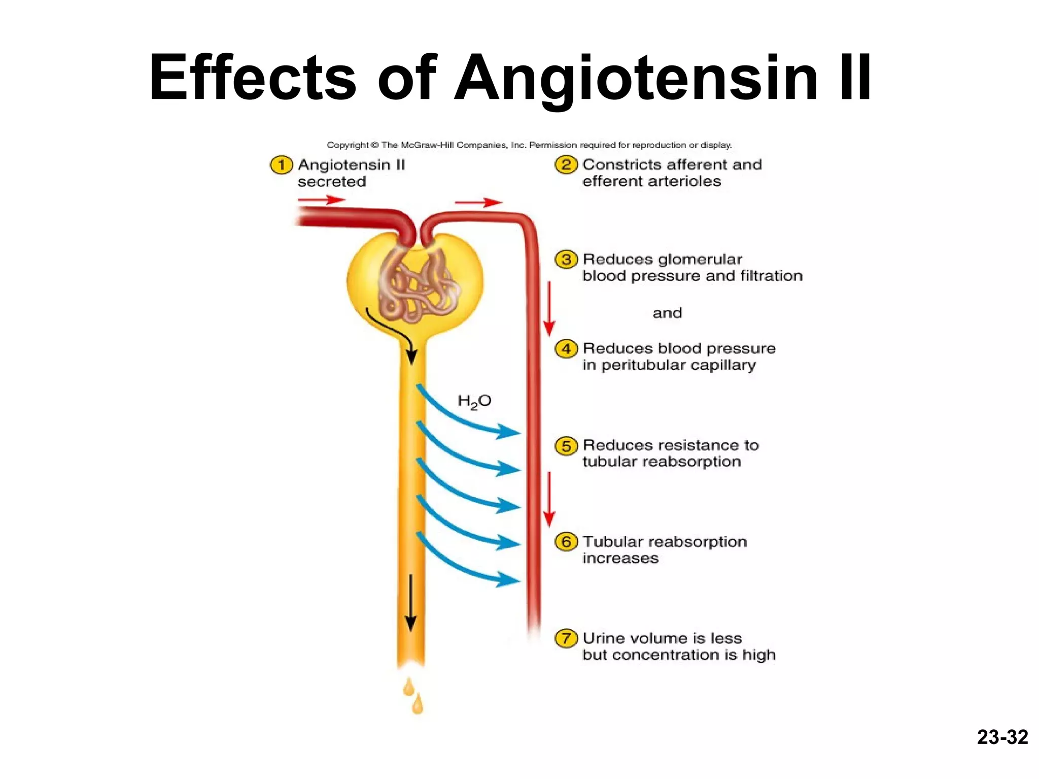 23-32
Effects of Angiotensin II
 