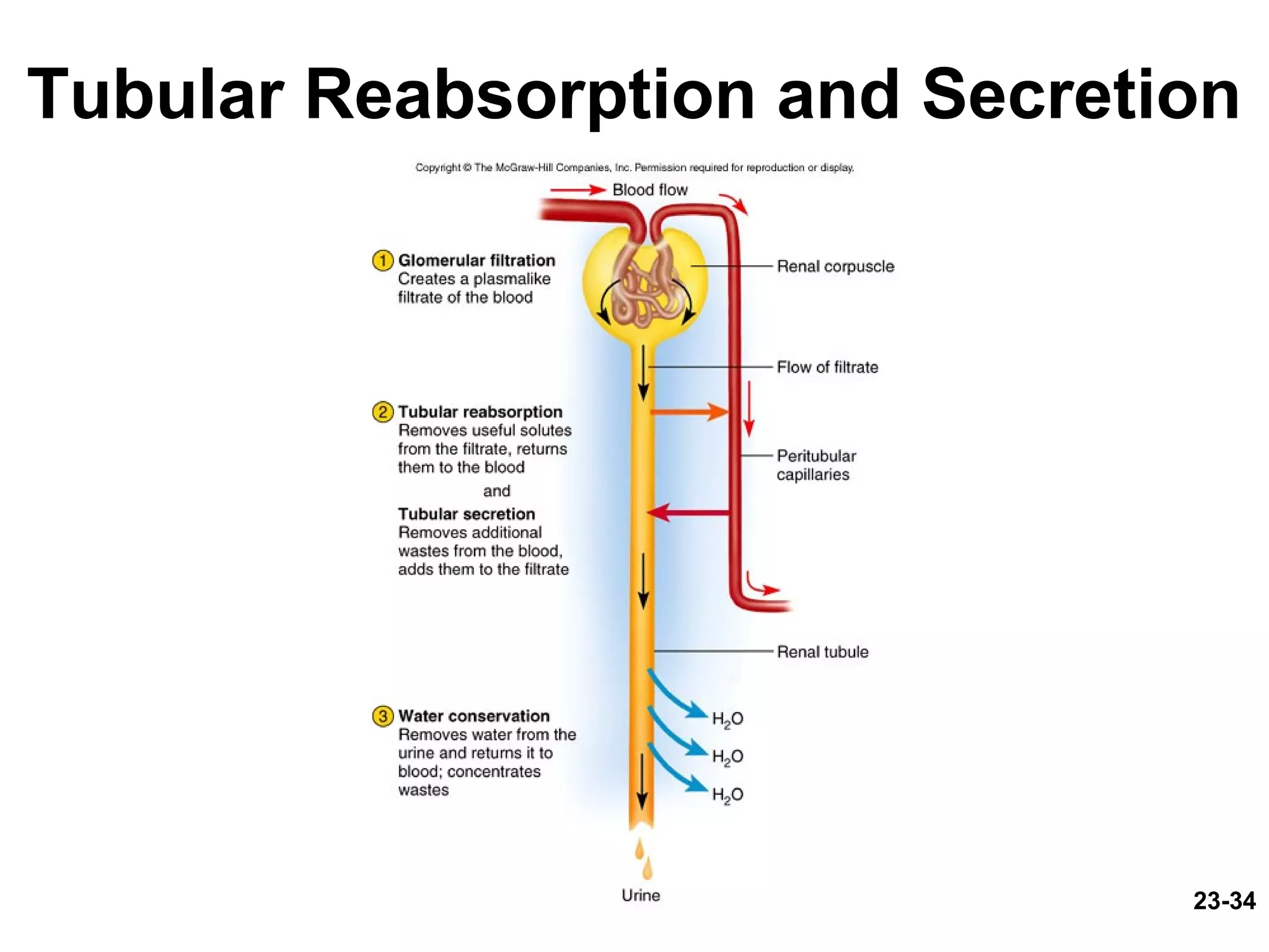 23-34
Tubular Reabsorption and Secretion
 