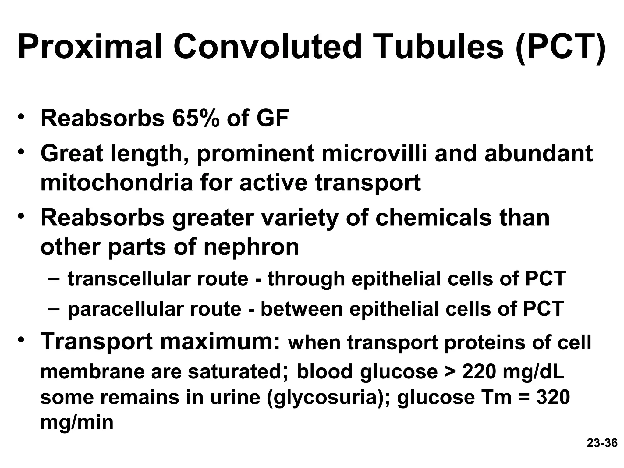 23-36
Proximal Convoluted Tubules (PCT)
• Reabsorbs 65% of GF
• Great length, prominent microvilli and abundant
mitochondria for active transport
• Reabsorbs greater variety of chemicals than
other parts of nephron
– transcellular route - through epithelial cells of PCT
– paracellular route - between epithelial cells of PCT
• Transport maximum: when transport proteins of cell
membrane are saturated; blood glucose > 220 mg/dL
some remains in urine (glycosuria); glucose Tm = 320
mg/min
 