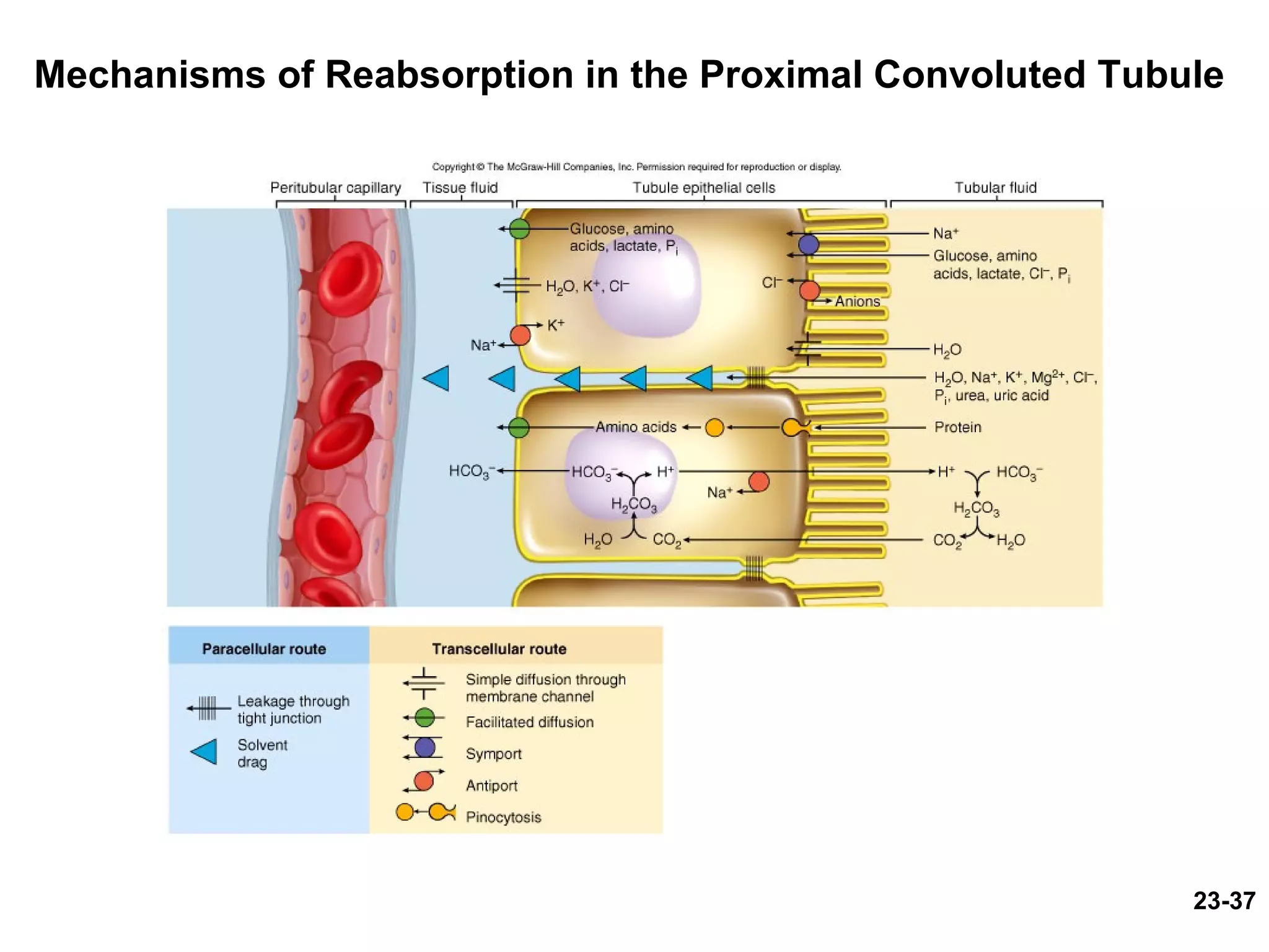23-37
Mechanisms of Reabsorption in the Proximal Convoluted Tubule
 