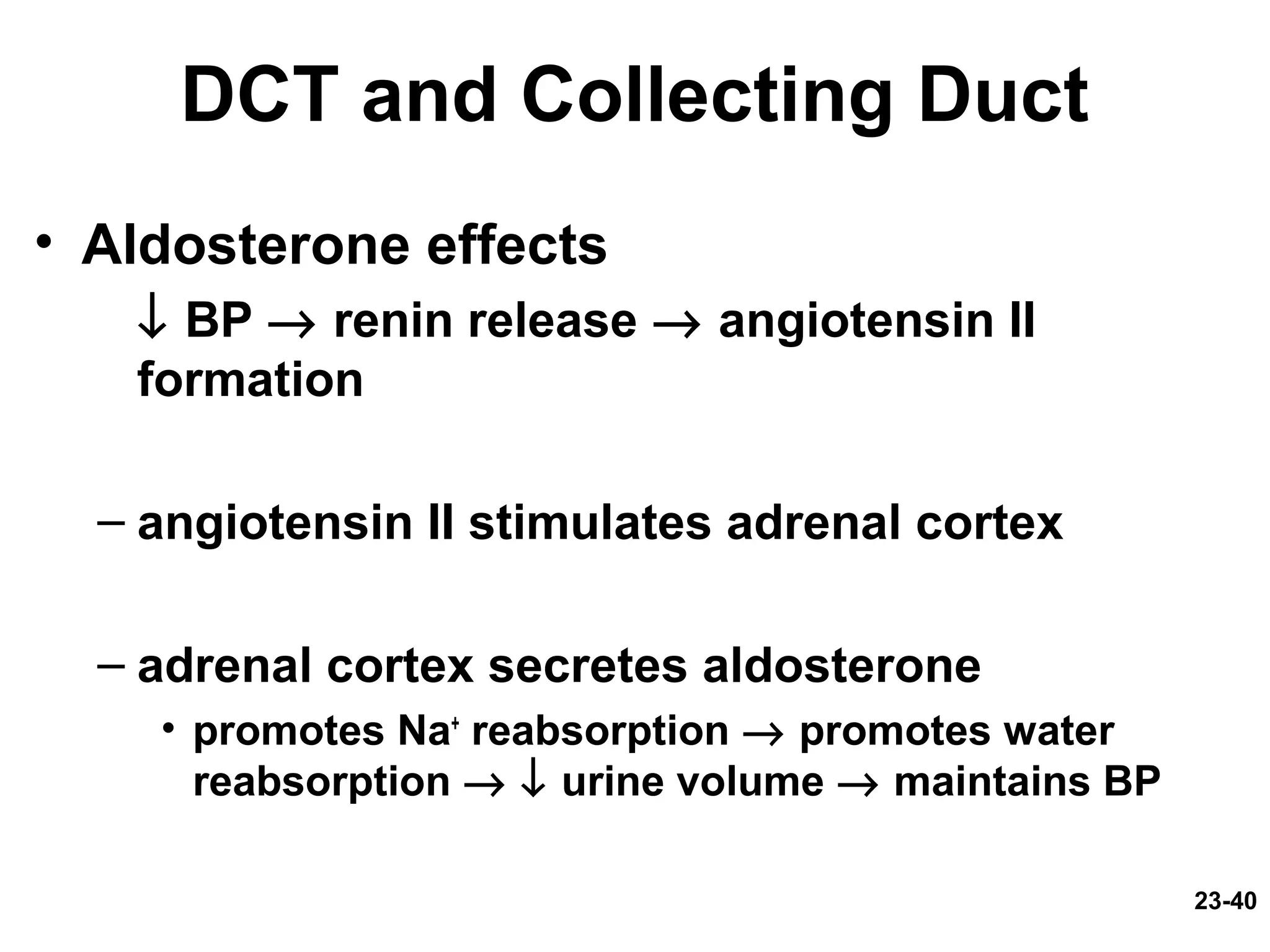 23-40
DCT and Collecting Duct
• Aldosterone effects
↓ BP → renin release → angiotensin II
formation
– angiotensin II stimulates adrenal cortex
– adrenal cortex secretes aldosterone
• promotes Na+
reabsorption → promotes water
reabsorption → ↓ urine volume → maintains BP
 