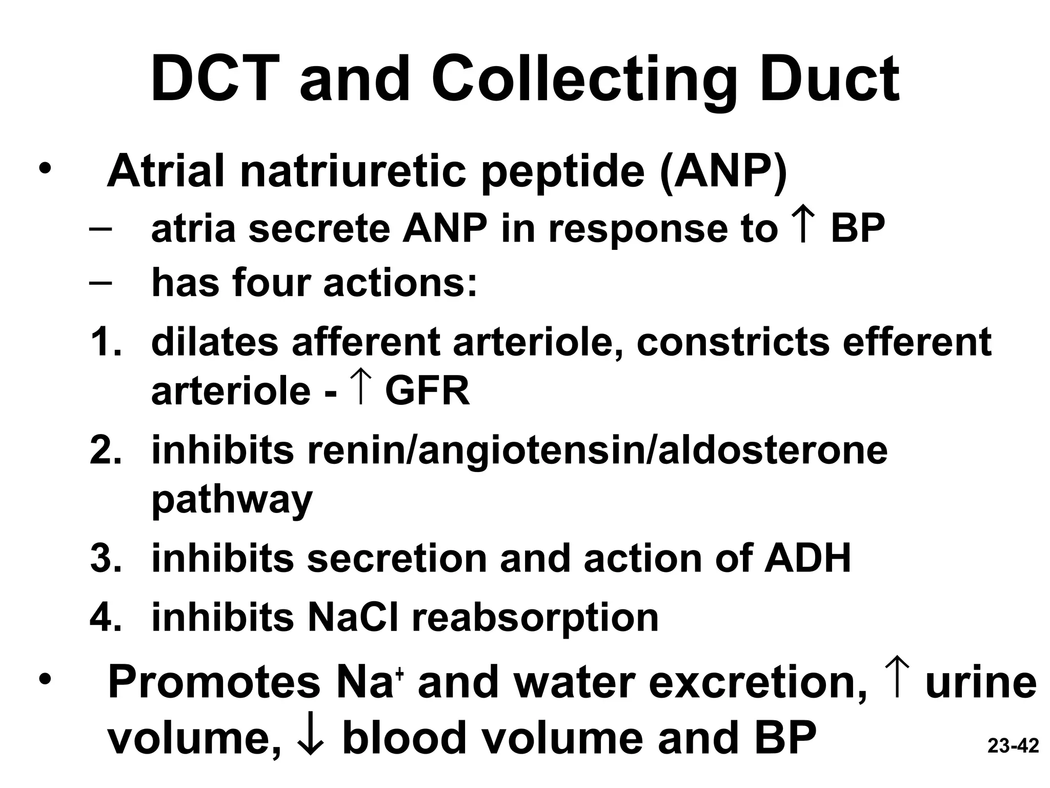 23-42
DCT and Collecting Duct
• Atrial natriuretic peptide (ANP)
– atria secrete ANP in response to ↑ BP
– has four actions:
1. dilates afferent arteriole, constricts efferent
arteriole - ↑ GFR
2. inhibits renin/angiotensin/aldosterone
pathway
3. inhibits secretion and action of ADH
4. inhibits NaCl reabsorption
• Promotes Na+
and water excretion, ↑ urine
volume, ↓ blood volume and BP
 