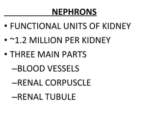 NEPHRONS
• FUNCTIONAL UNITS OF KIDNEY
• ~1.2 MILLION PER KIDNEY
• THREE MAIN PARTS
–BLOOD VESSELS
–RENAL CORPUSCLE
–RENAL TUBULE
 