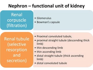 Nephron – functional unit of kidney
 