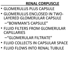 RENAL CORPUSCLE
• GLOMERULUS PLUS CAPSULE
• GLOMERULUS ENCLOSED IN TWO-
LAYERED GLOMERULAR CAPSULE
–“BOWMAN’S CAPSULE”
• FLUID FILTERS FROM GLOMERULAR
CAPILLARIES
–“GLOMERULAR FILTRATE”
• FLUID COLLECTS IN CAPSULAR SPACE
• FLUID FLOWS INTO RENAL TUBULE
 