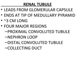 RENAL TUBULE
• LEADS FROM GLOMERULAR CAPSULE
• ENDS AT TIP OF MEDULLARY PYRAMID
• ~3 CM LONG
• FOUR MAJOR REGIONS
–PROXIMAL CONVOLUTED TUBULE
–NEPHRON LOOP
–DISTAL CONVOLUTED TUBULE
–COLLECTING DUCT
 