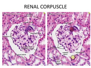 histology of urinary system 19
RENAL CORPUSCLE
 