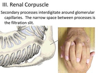 III. Renal Corpuscle
Secondary processes interdigitate around glomerular
capillaries. The narrow space between processes is
the filtration slit.
 