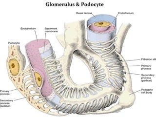 Glomerulus & Podocyte
 