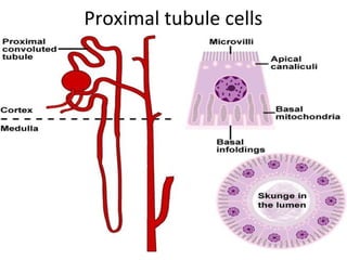 Proximal tubule cells
 