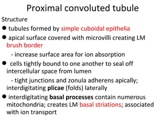 Structure
tubules formed by simple cuboidal epithelia
apical surface covered with microvilli creating LM
brush border
- increase surface area for ion absorption
 cells tightly bound to one another to seal off
intercellular space from lumen
- tight junctions and zonula adherens apically;
interdigitating plicae (folds) laterally
interdigitating basal processes contain numerous
mitochondria; creates LM basal striations; associated
with ion transport
Proximal convoluted tubule
 