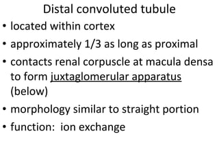 • located within cortex
• approximately 1/3 as long as proximal
• contacts renal corpuscle at macula densa
to form juxtaglomerular apparatus
(below)
• morphology similar to straight portion
• function: ion exchange
Distal convoluted tubule
 