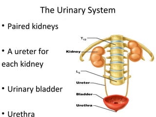 The Urinary System
• Paired kidneys
• A ureter for
each kidney
• Urinary bladder
• Urethra
 