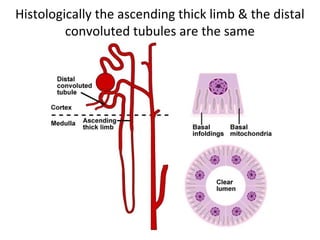 Histologically the ascending thick limb & the distal
convoluted tubules are the same
 