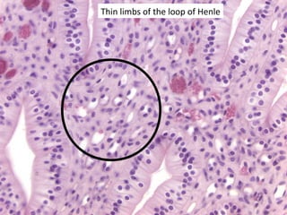 Thin limbs of the loop of Henle
 