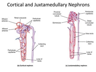 Cortical and Juxtamedullary Nephrons
 