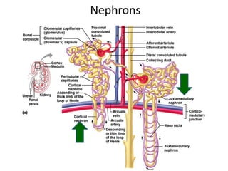 38histology of urinary system
Nephrons
 