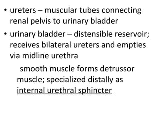 • ureters – muscular tubes connecting
renal pelvis to urinary bladder
• urinary bladder – distensible reservoir;
receives bilateral ureters and empties
via midline urethra
smooth muscle forms detrussor
muscle; specialized distally as
internal urethral sphincter
 
