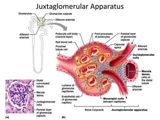Juxtaglomerular Apparatus
 