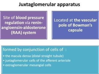 Juxtaglomerular apparatus
 