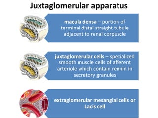 Juxtaglomerular apparatus
 
