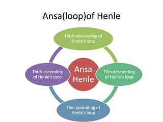 Ansa(loop)of Henle
 