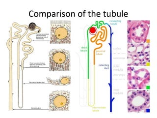 Comparison of the tubule
 