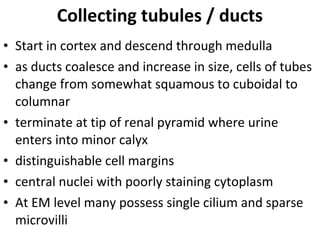 • Start in cortex and descend through medulla
• as ducts coalesce and increase in size, cells of tubes
change from somewhat squamous to cuboidal to
columnar
• terminate at tip of renal pyramid where urine
enters into minor calyx
• distinguishable cell margins
• central nuclei with poorly staining cytoplasm
• At EM level many possess single cilium and sparse
microvilli
Collecting tubules / ducts
 