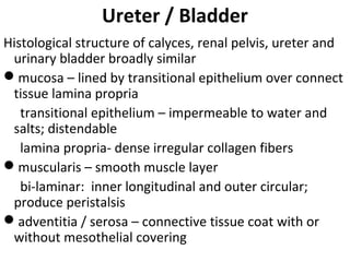 Histological structure of calyces, renal pelvis, ureter and
urinary bladder broadly similar
mucosa – lined by transitional epithelium over connect
tissue lamina propria
transitional epithelium – impermeable to water and
salts; distendable
lamina propria- dense irregular collagen fibers
muscularis – smooth muscle layer
bi-laminar: inner longitudinal and outer circular;
produce peristalsis
adventitia / serosa – connective tissue coat with or
without mesothelial covering
Ureter / Bladder
 