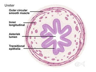 Ureter
 