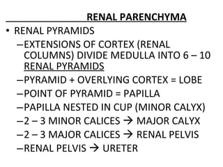 RENAL PARENCHYMA
• RENAL PYRAMIDS
–EXTENSIONS OF CORTEX (RENAL
COLUMNS) DIVIDE MEDULLA INTO 6 – 10
RENAL PYRAMIDS
–PYRAMID + OVERLYING CORTEX = LOBE
–POINT OF PYRAMID = PAPILLA
–PAPILLA NESTED IN CUP (MINOR CALYX)
–2 – 3 MINOR CALICES  MAJOR CALYX
–2 – 3 MAJOR CALICES  RENAL PELVIS
–RENAL PELVIS  URETER
 