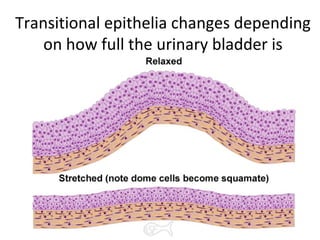 Transitional epithelia changes depending
on how full the urinary bladder is
 