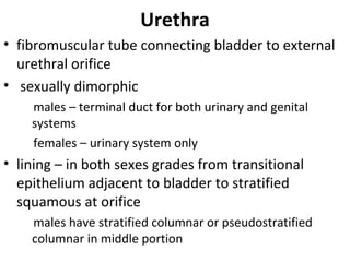• fibromuscular tube connecting bladder to external
urethral orifice
• sexually dimorphic
males – terminal duct for both urinary and genital
systems
females – urinary system only
• lining – in both sexes grades from transitional
epithelium adjacent to bladder to stratified
squamous at orifice
males have stratified columnar or pseudostratified
columnar in middle portion
Urethra
 