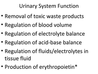 Urinary System Function
• Removal of toxic waste products
• Regulation of blood volume
• Regulation of electrolyte balance
• Regulation of acid-base balance
• Regulation of fluids/electrolytes in
tissue fluid
• Production of erythropoietin*
 