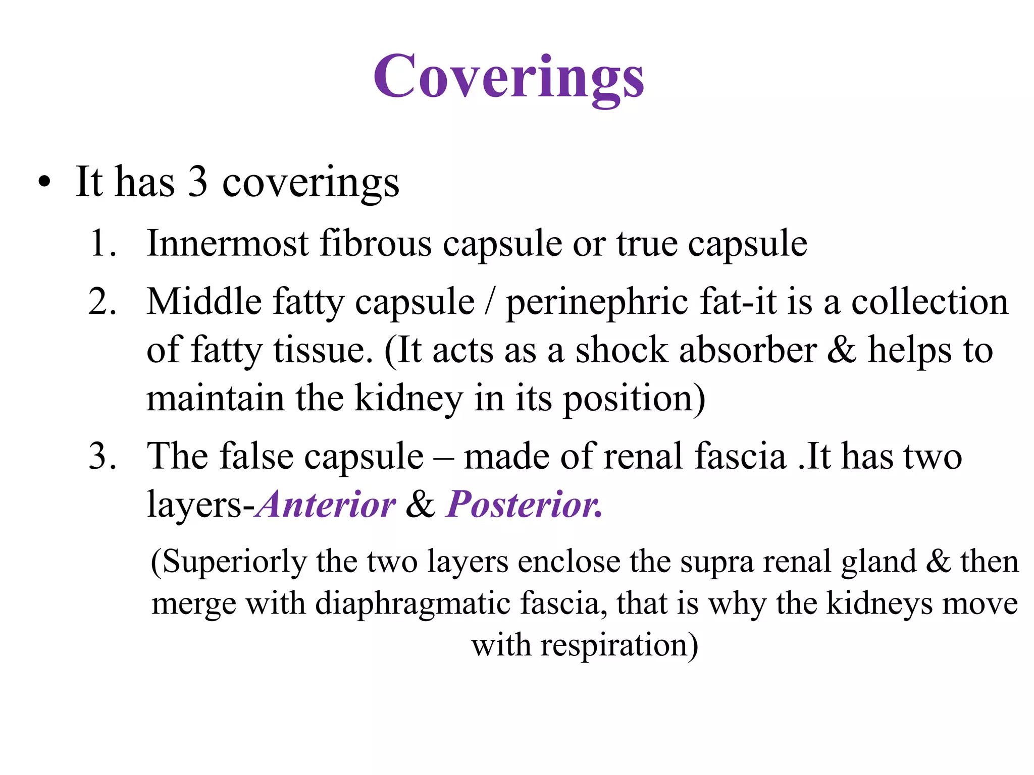 Coverings
• It has 3 coverings
1. Innermost fibrous capsule or true capsule
2. Middle fatty capsule / perinephric fat-it is a collection
of fatty tissue. (It acts as a shock absorber & helps to
maintain the kidney in its position)
3. The false capsule – made of renal fascia .It has two
layers-Anterior & Posterior.
(Superiorly the two layers enclose the supra renal gland & then
merge with diaphragmatic fascia, that is why the kidneys move
with respiration)
 