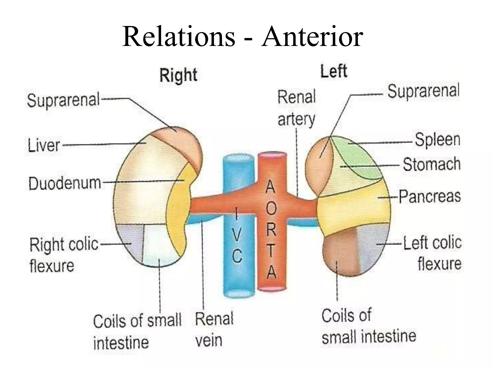 Relations - Anterior
 