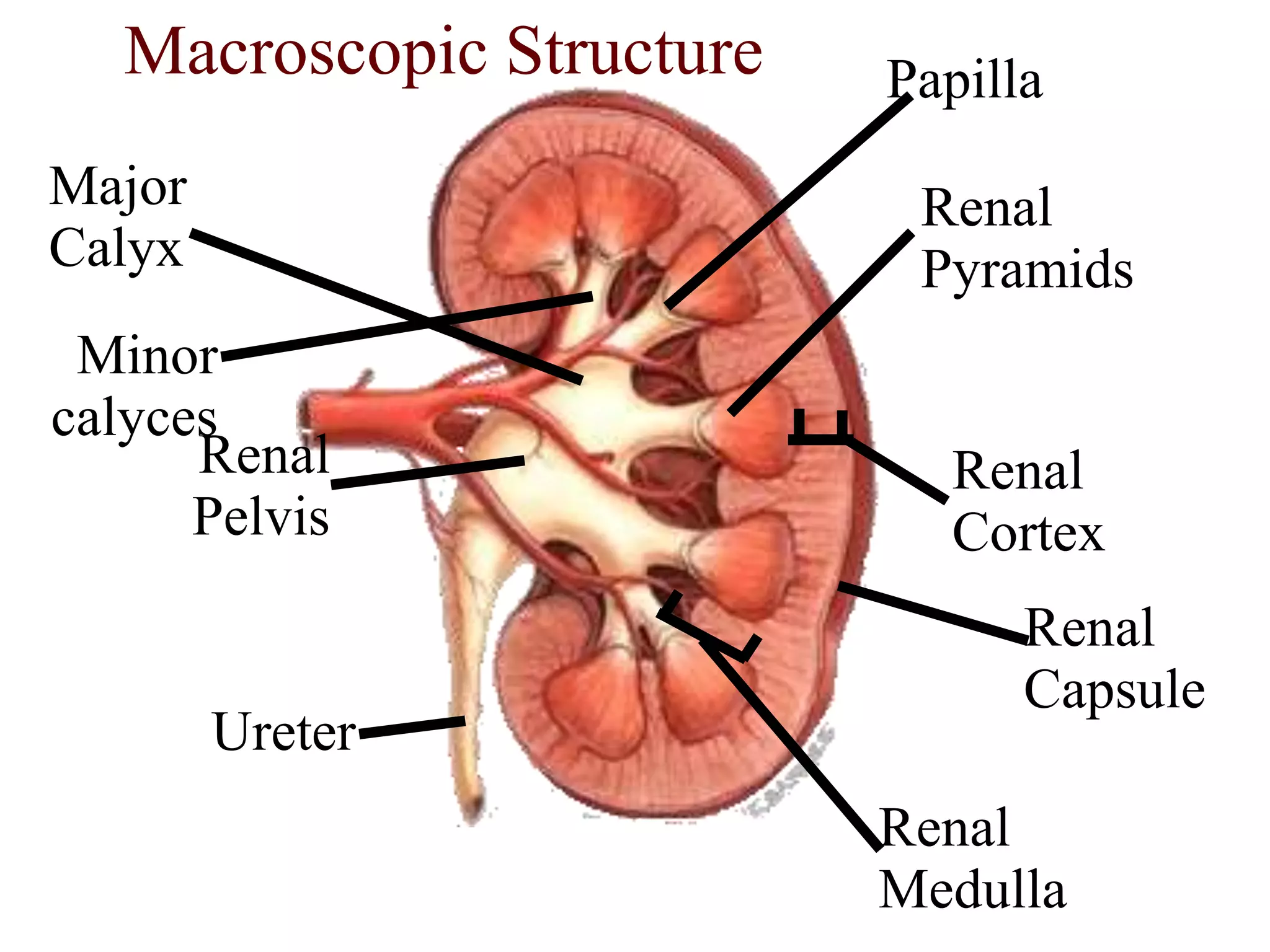 Renal
Cortex
Renal
Capsule
Renal
Medulla
Renal
Pelvis
Renal
Pyramids
Ureter
Macroscopic Structure
Major
Calyx
Minor
calyces
Papilla
 