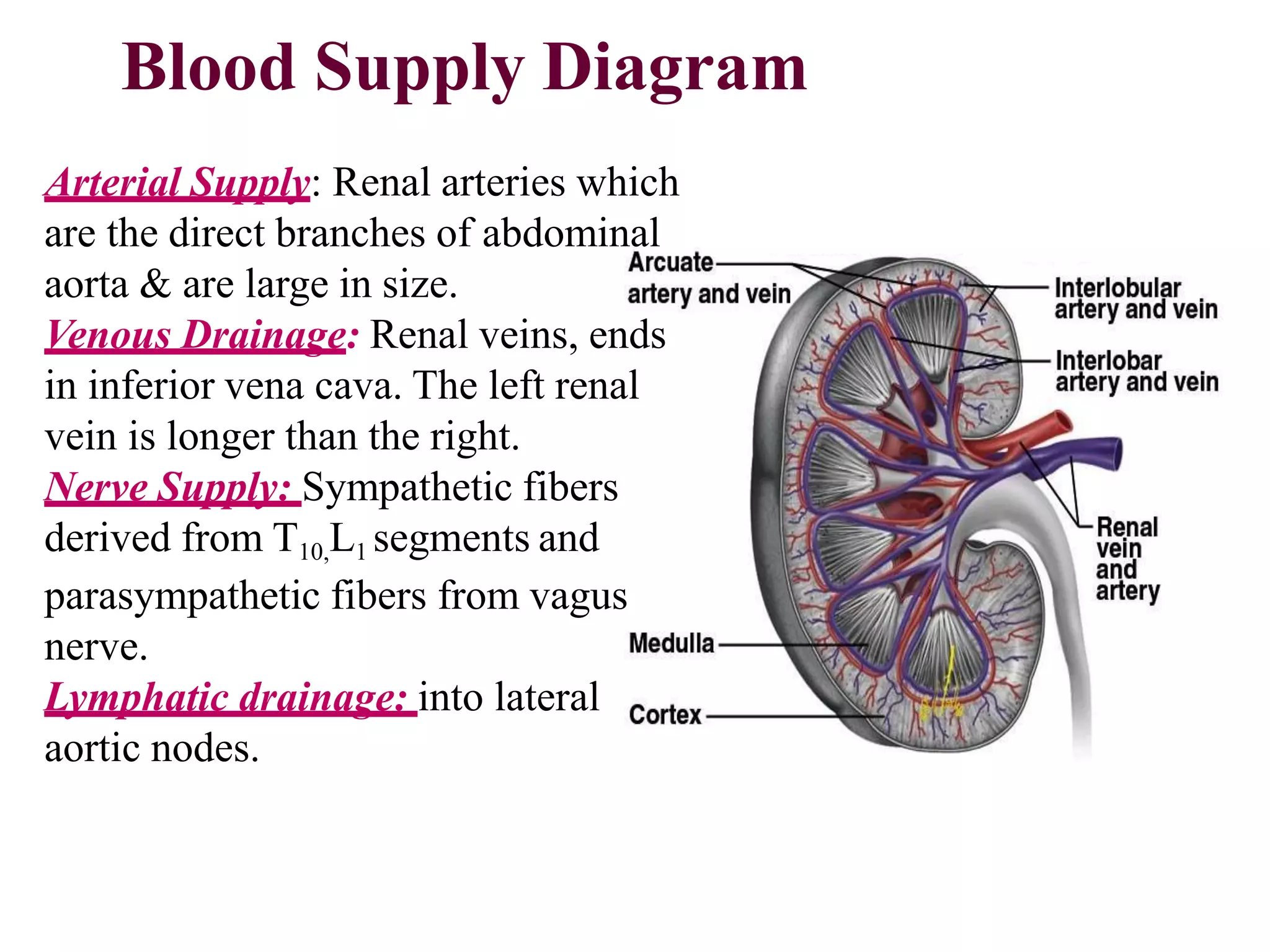 Blood Supply Diagram
Arterial Supply: Renal arteries which
are the direct branches of abdominal
aorta & are large in size.
Venous Drainage: Renal veins, ends
in inferior vena cava. The left renal
vein is longer than the right.
Nerve Supply: Sympathetic fibers
derived from T10,L1 segments and
parasympathetic fibers from vagus
nerve.
Lymphatic drainage: into lateral
aortic nodes.
 