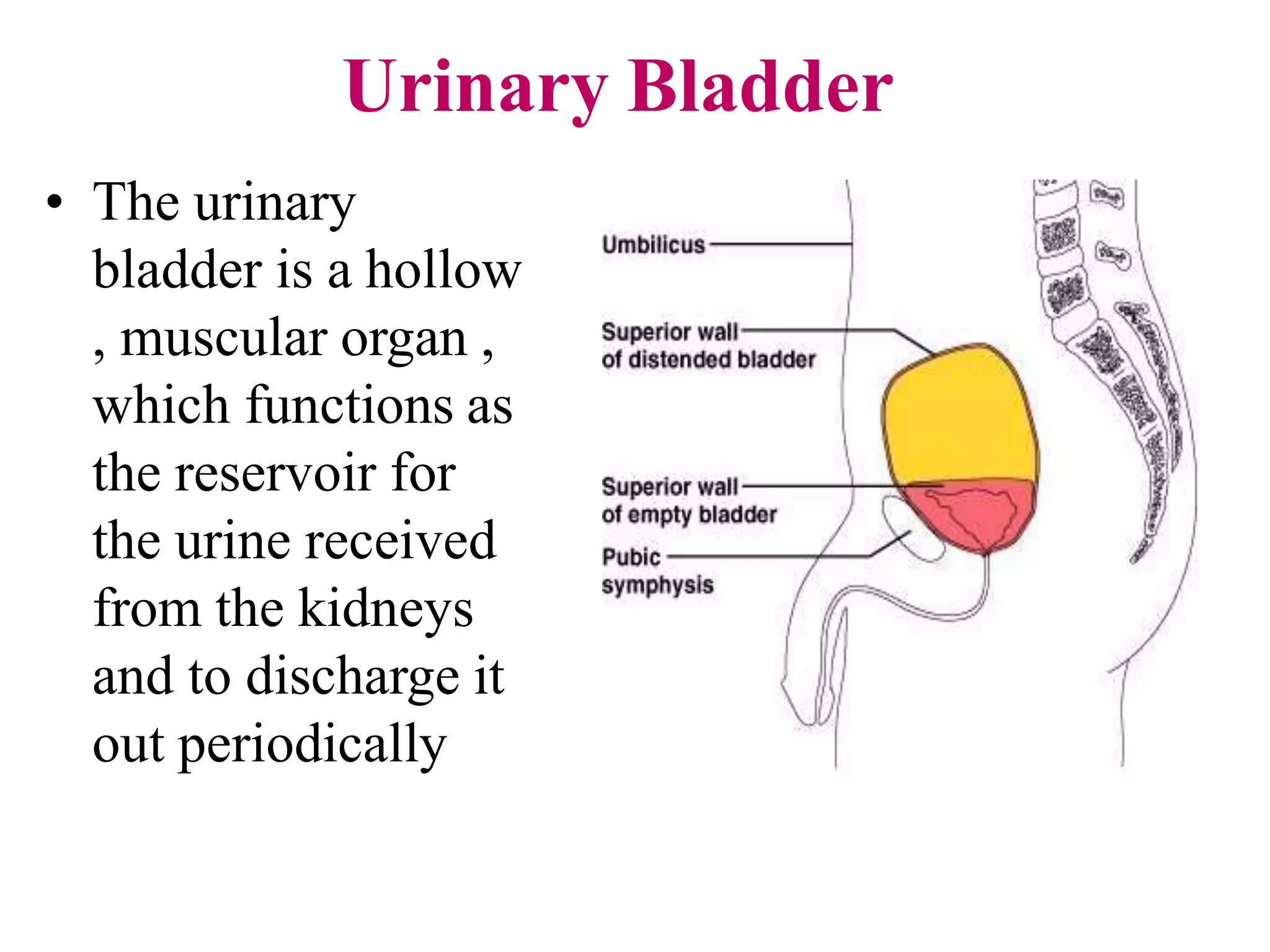 Urinary Bladder
• The urinary
bladder is a hollow
, muscular organ ,
which functions as
the reservoir for
the urine received
from the kidneys
and to discharge it
out periodically
 
