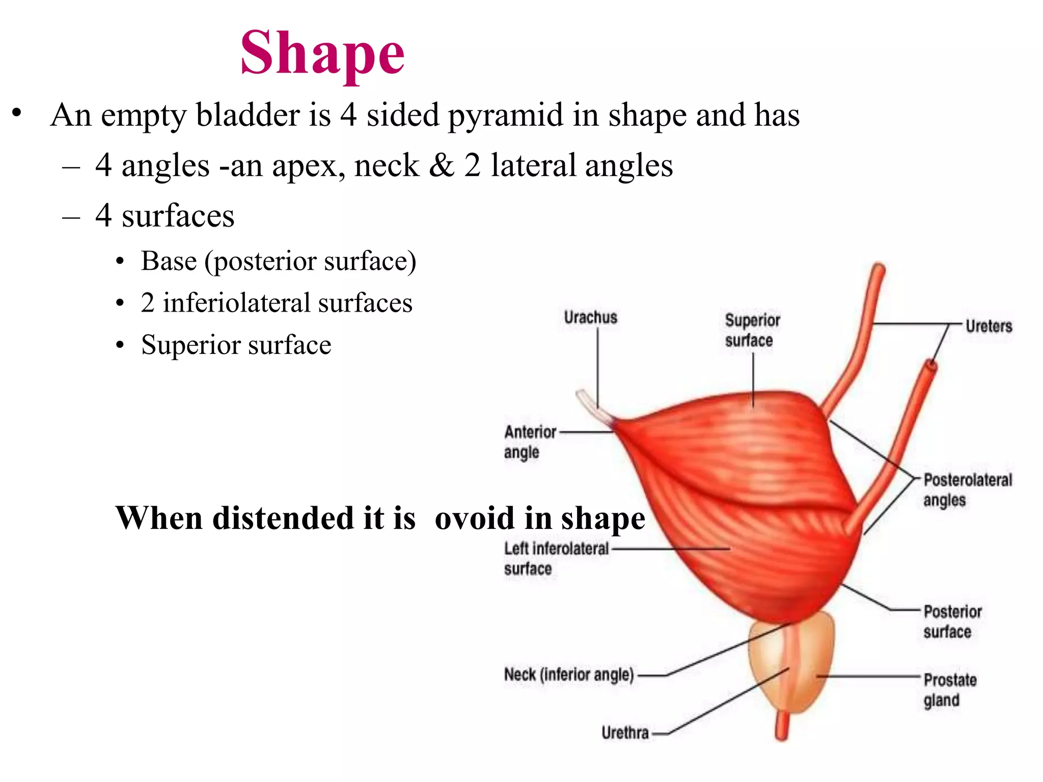 Shape
• An empty bladder is 4 sided pyramid in shape and has
– 4 angles -an apex, neck & 2 lateral angles
– 4 surfaces
• Base (posterior surface)
• 2 inferiolateral surfaces
• Superior surface
When distended it is ovoid in shape
 