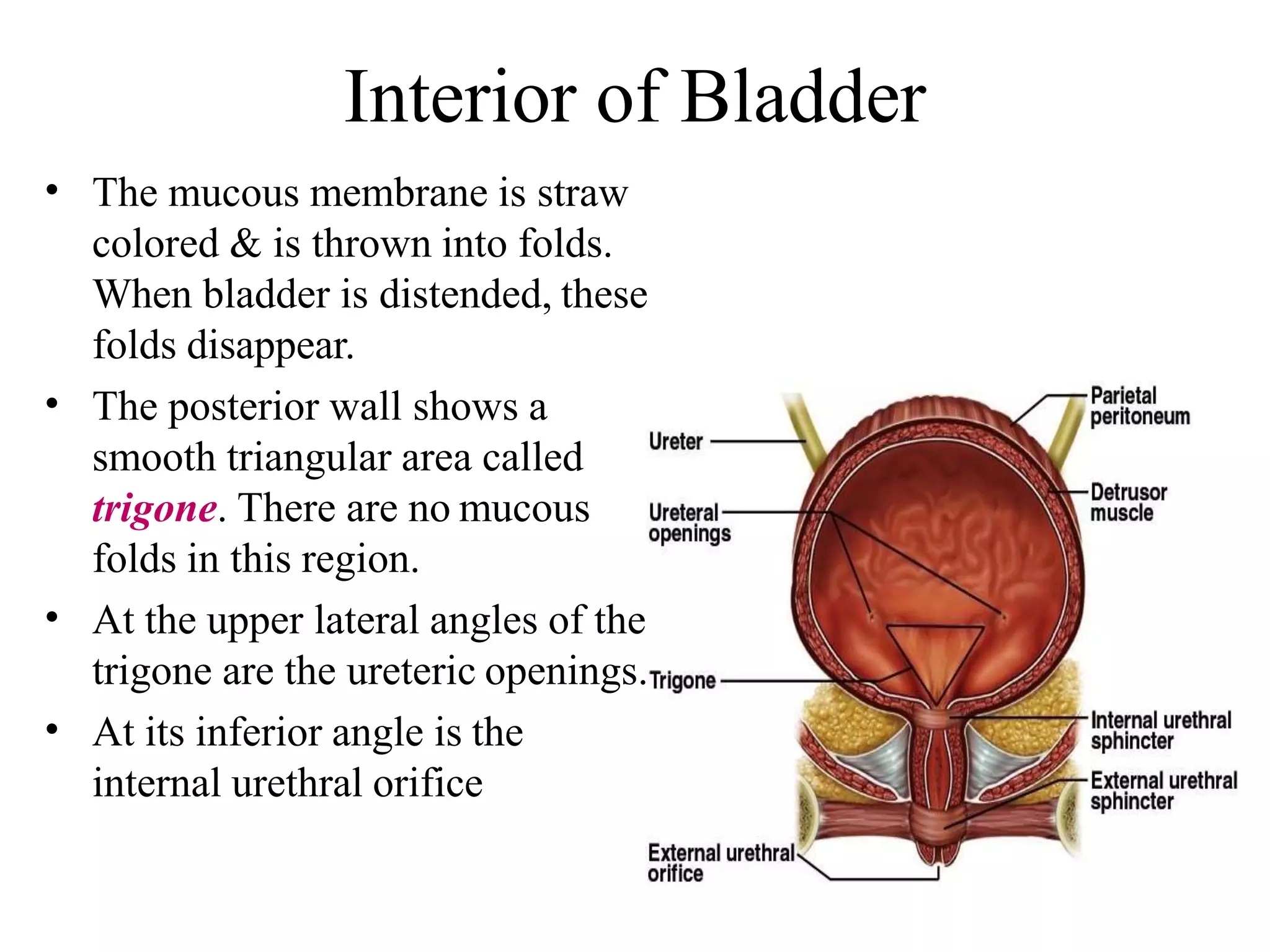 Interior of Bladder
•
•
•
•
The mucous membrane is straw
colored & is thrown into folds.
When bladder is distended, these
folds disappear.
The posterior wall shows a
smooth triangular area called
trigone. There are no mucous
folds in this region.
At the upper lateral angles of the
trigone are the ureteric openings.
At its inferior angle is the
internal urethral orifice
 
