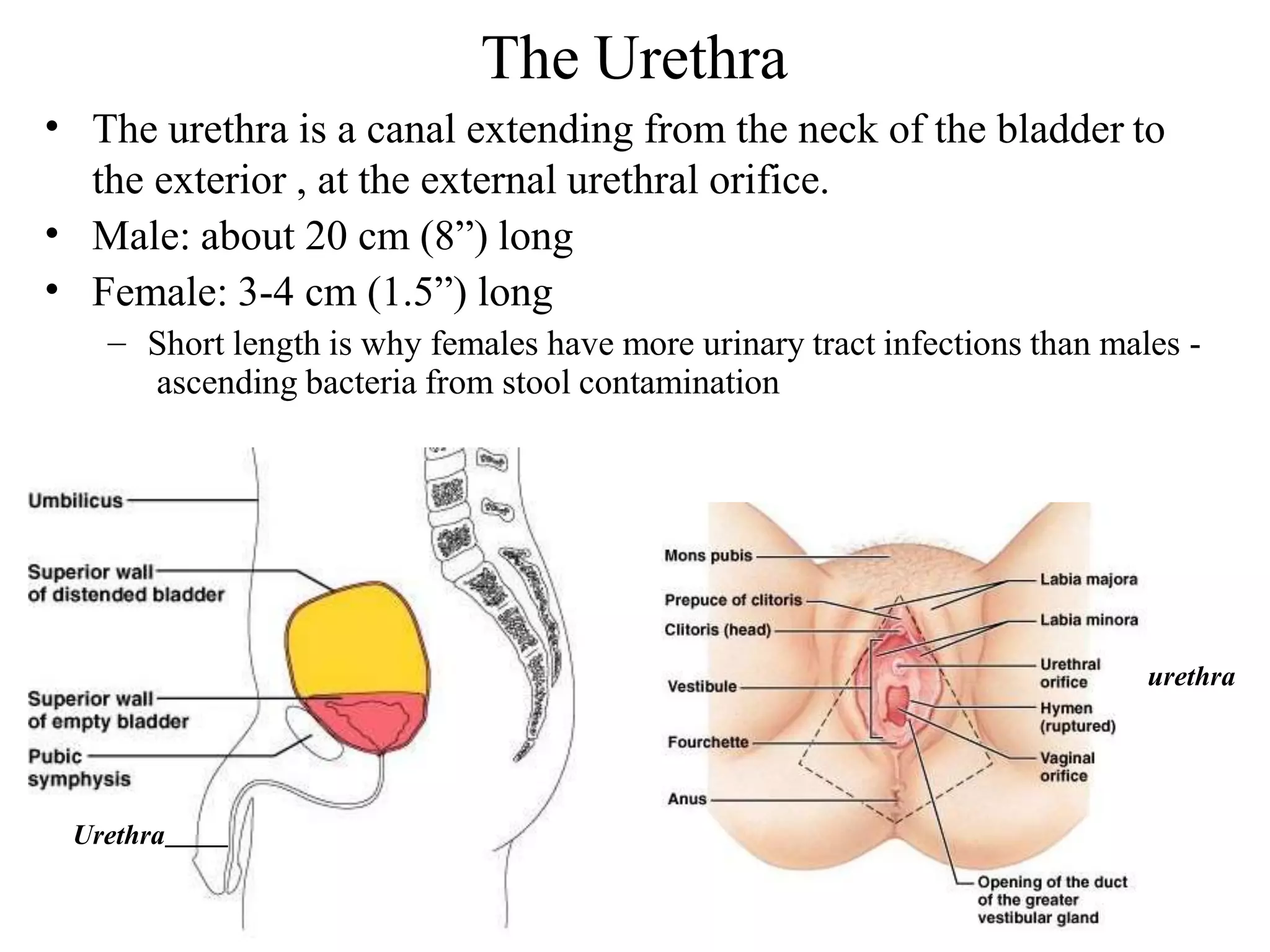 39
The Urethra
•
•
•
The urethra is a canal extending from the neck of the bladder to
the exterior , at the external urethral orifice.
Male: about 20 cm (8”) long
Female: 3-4 cm (1.5”) long
– Short length is why females have more urinary tract infections than males -
ascending bacteria from stool contamination
Urethra
urethra
 