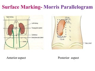 Surface Marking- Morris Parallelogram
Anterior aspect Posterior aspect
 