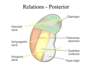 Relations - Posterior
 