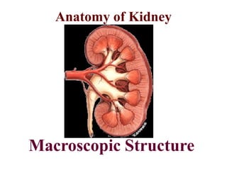 Anatomy of Kidney
Macroscopic Structure
 