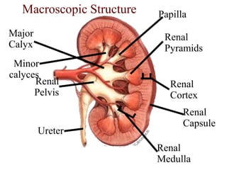 Renal
Cortex
Renal
Capsule
Renal
Medulla
Renal
Pelvis
Renal
Pyramids
Ureter
Macroscopic Structure
Major
Calyx
Minor
calyces
Papilla
 