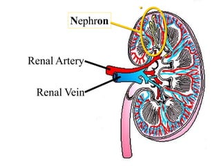 Renal Artery
Renal Vein
Nephron
 
