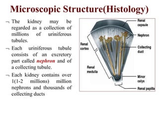 Microscopic Structure(Histology)
 The kidney may be
regarded as a collection of
millions of uriniferous
tubules.
 Each uriniferous tubule
consists of an excretory
part called nephron and of
a collecting tubule.
 Each kidney contains over
1(1-2 millions) million
nephrons and thousands of
collecting ducts
 